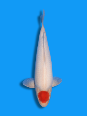 Tancho Kohaku | Koi&Co.